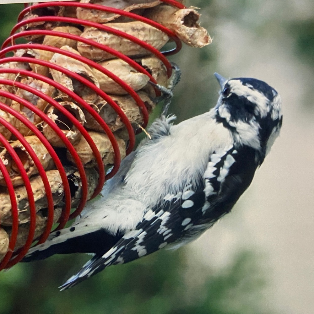 Woodpecker print
